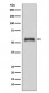 Anti-Caspase-8 CASP8 Rabbit Monoclonal Antibody